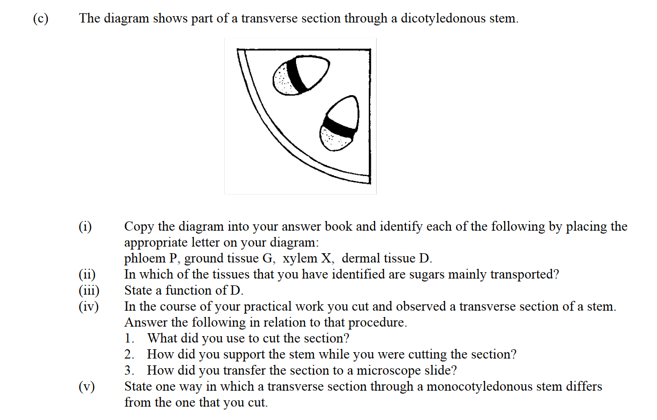 The-diagram-shows-part-of-a-transverse-section-through-a-dicotyledonous-stem-Leaving Cert Biology-Question c-2006.png