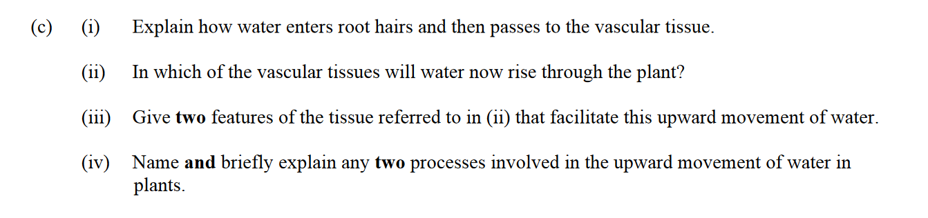 Explain-how-water-enters-root-hairs-and-then-passes-to-the-vascular-tissue-Leaving Cert Biology-Question 14(c)-2014.png