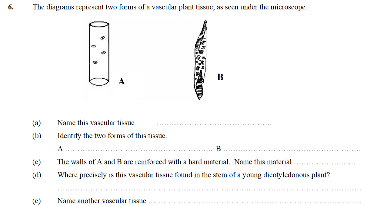 The-diagrams-represent-two-forms-of-a-vascular-plant-tissue,-as-seen-under-the-microscope-Leaving Cert Biology-Question 6-2007.png