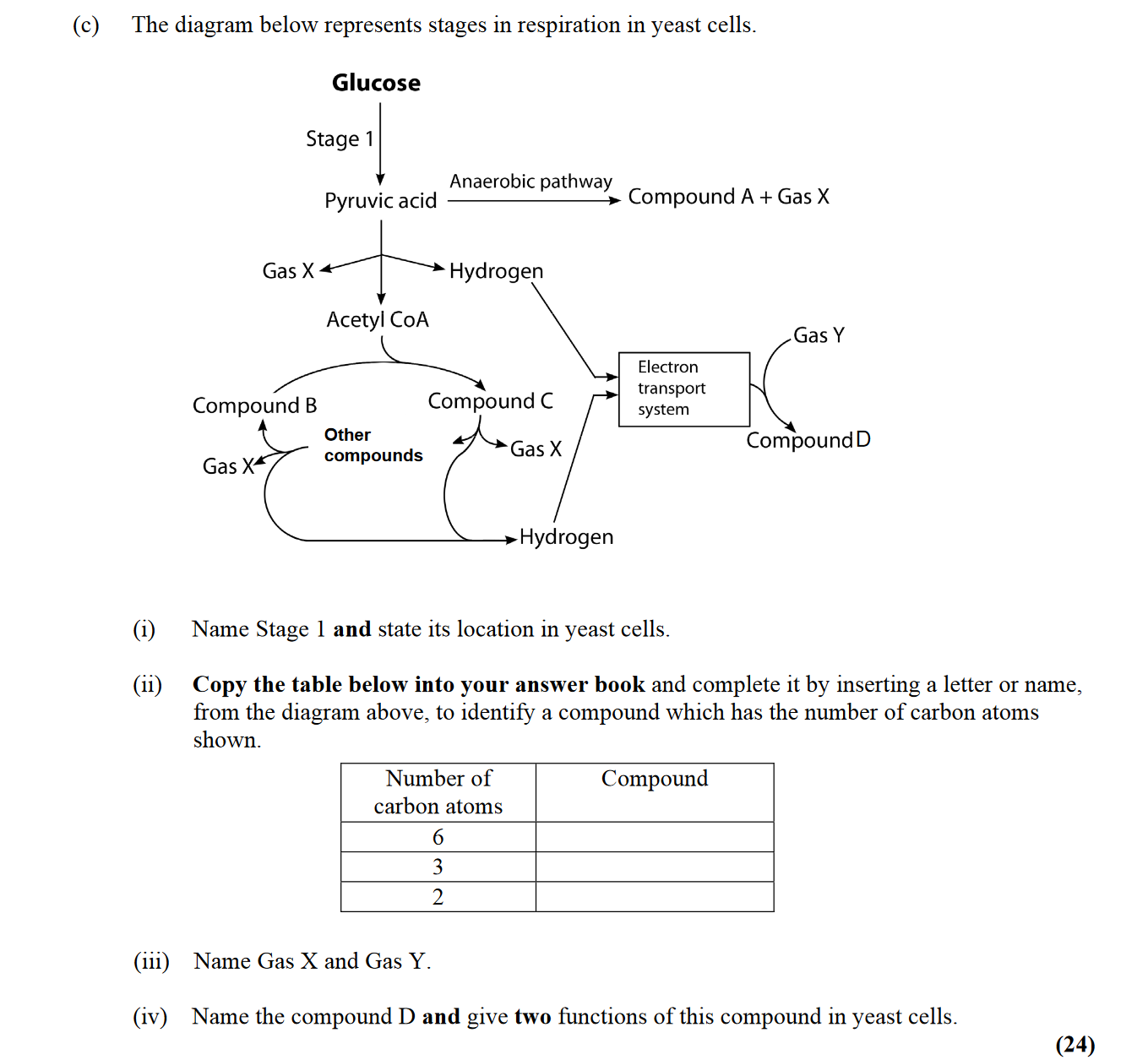 The-diagram-below-represents-stages-in-respiration-in-yeast-cells-Leaving Cert Biology-Question c-2015.png