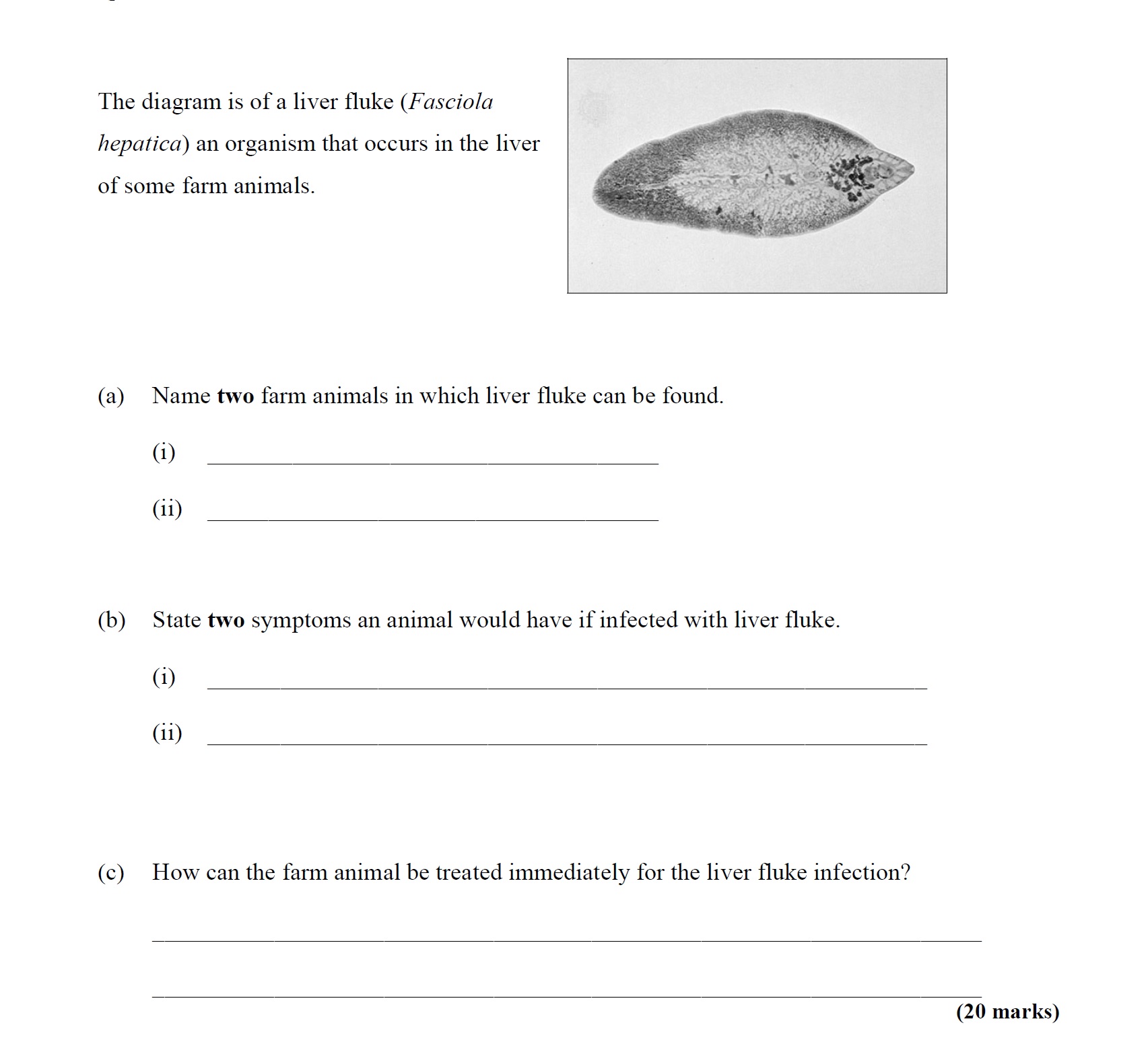 The-diagram-is-of-a-liver-fluke-(Fasciola-hepatica)-an-organism-that-occurs-in-the-liver-of-some-farm-animals-Leaving Cert Agricultural Science-Question Question 1-2009.png