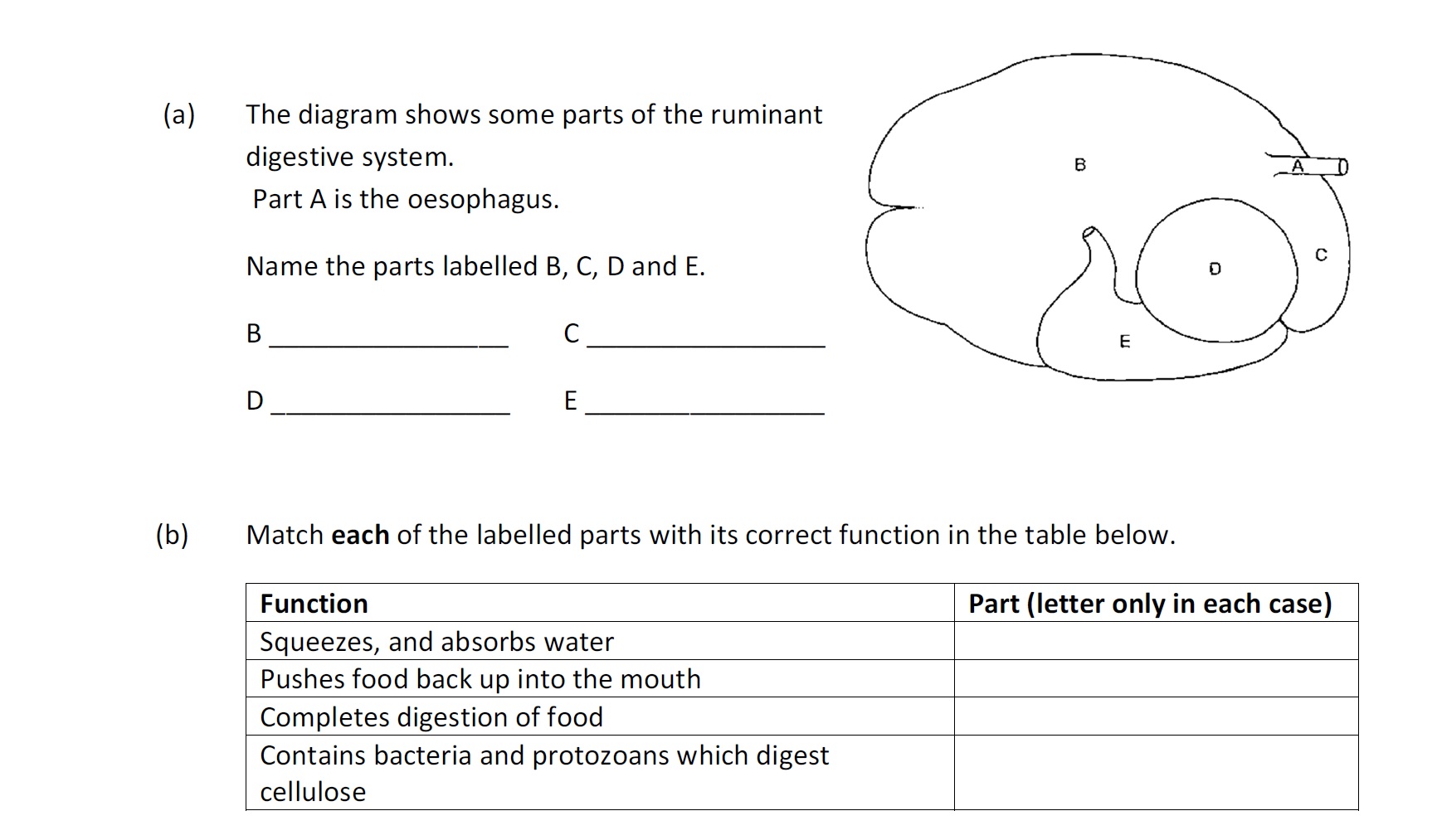 The-diagram-shows-some-parts-of-the-ruminant-digestive-system-Leaving Cert Agricultural Science-Question 6-2020.png