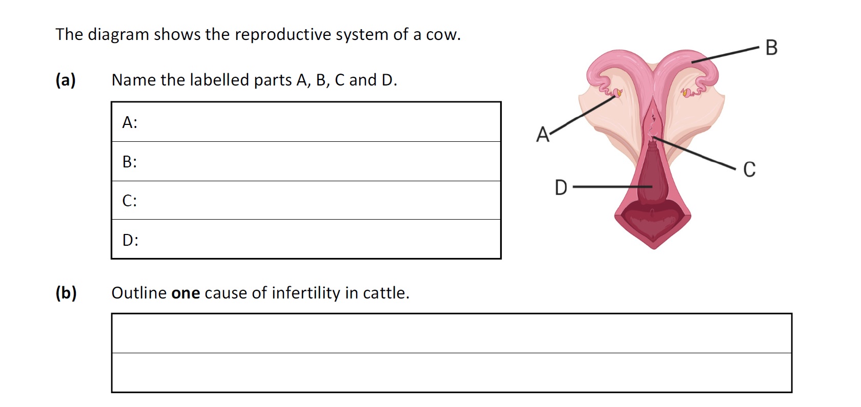 The-diagram-shows-the-reproductive-system-of-a-cow-Leaving Cert Agricultural Science-Question Question 1-2020.png