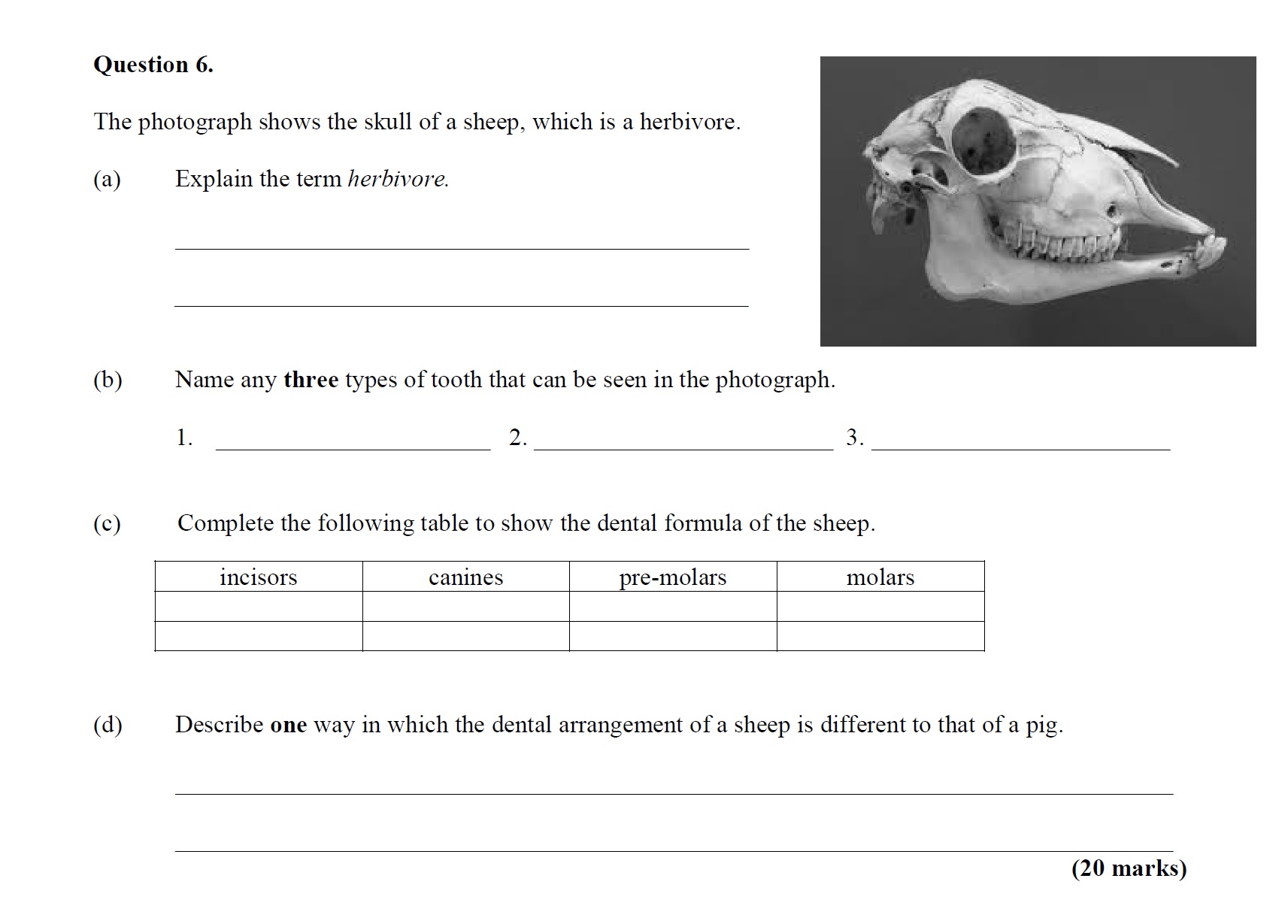 The-photograph-shows-the-skull-of-a-sheep,-which-is-a-herbivore-Leaving Cert Agricultural Science-Question 6-2014.png