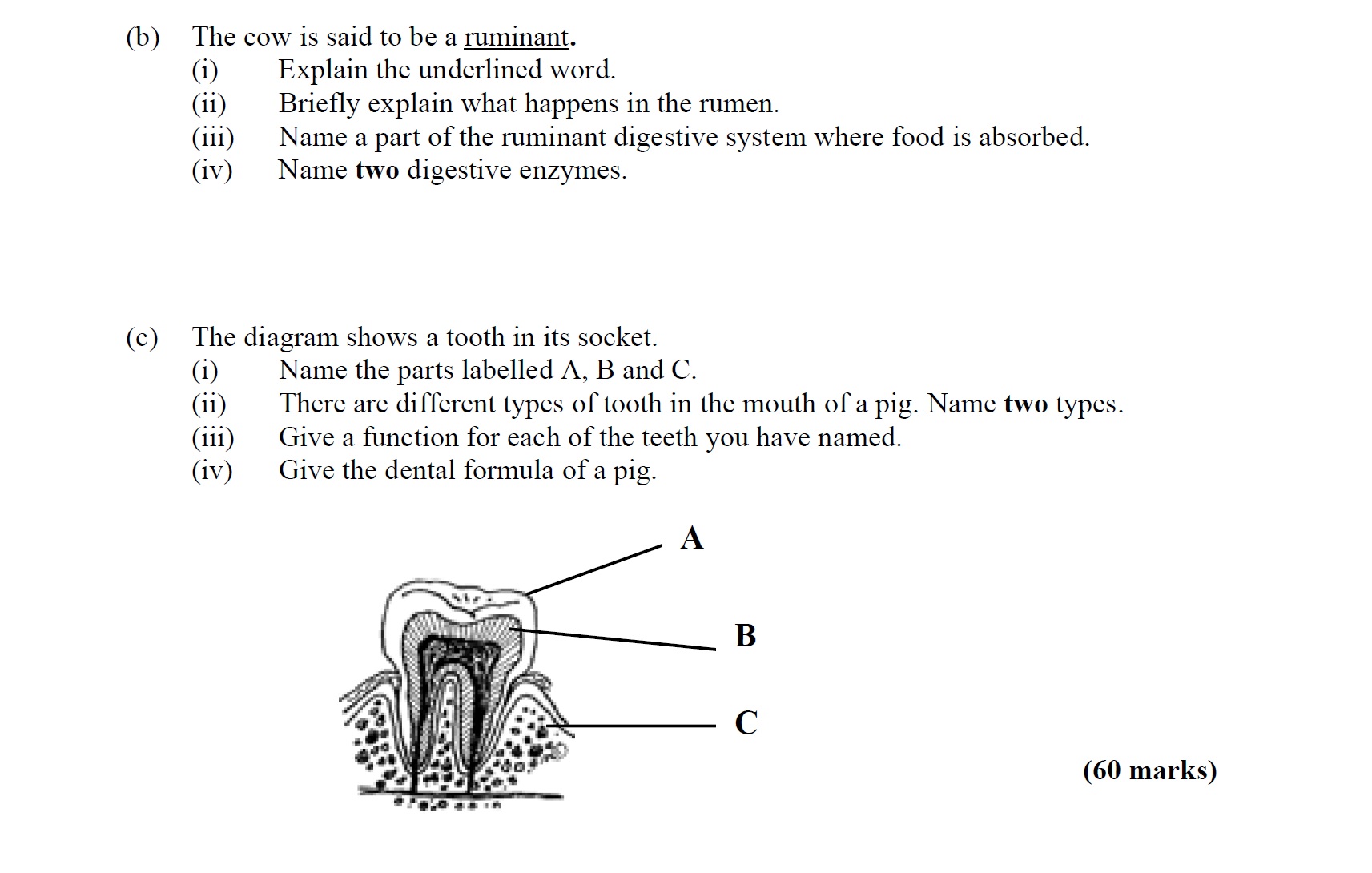 The-cow-is-said-to-be-a-ruminant-Leaving Cert Agricultural Science-Question b-2007.png