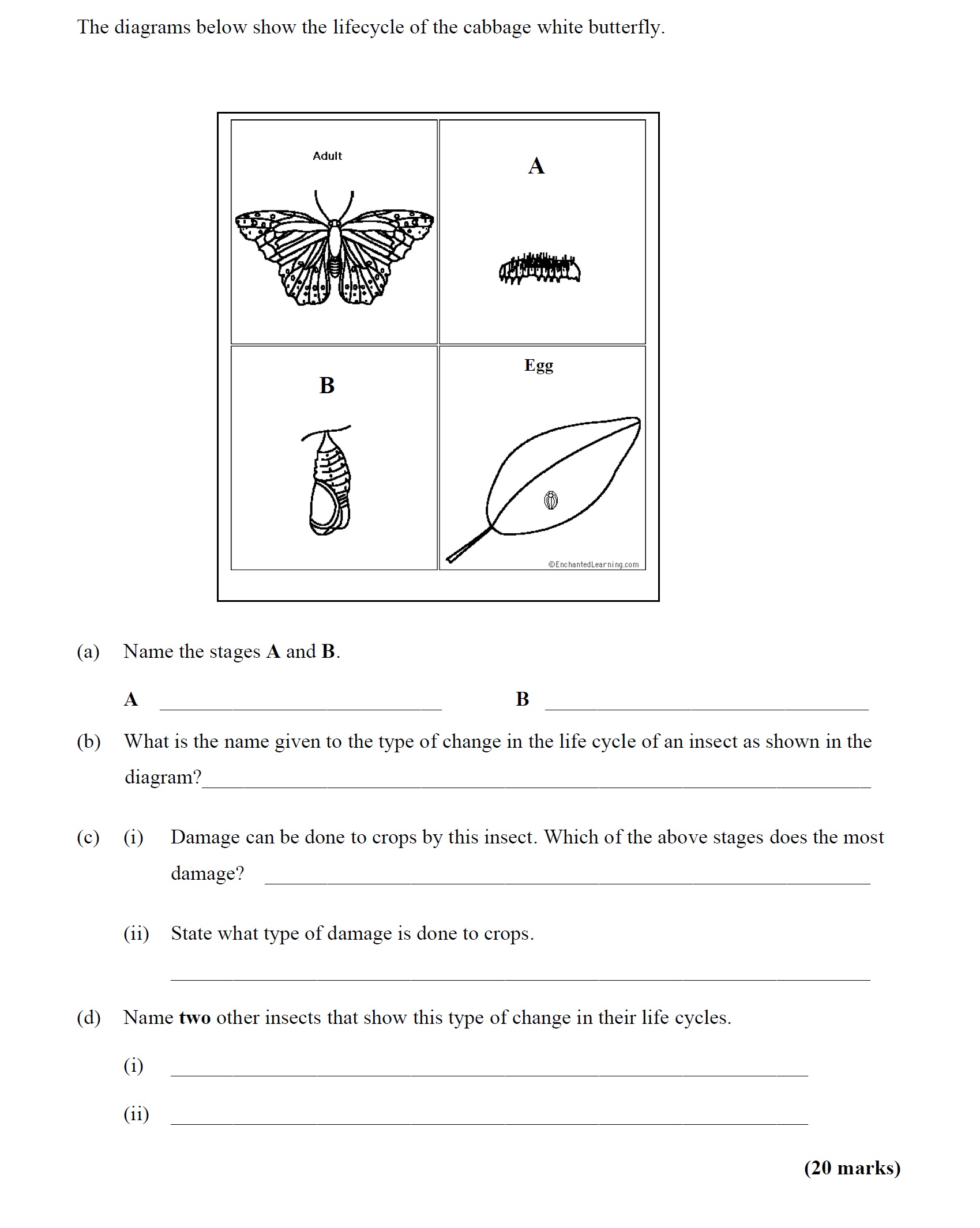 The-diagrams-below-show-the-lifecycle-of-the-cabbage-white-butterfly-Leaving Cert Agricultural Science-Question Question 1-2008.png