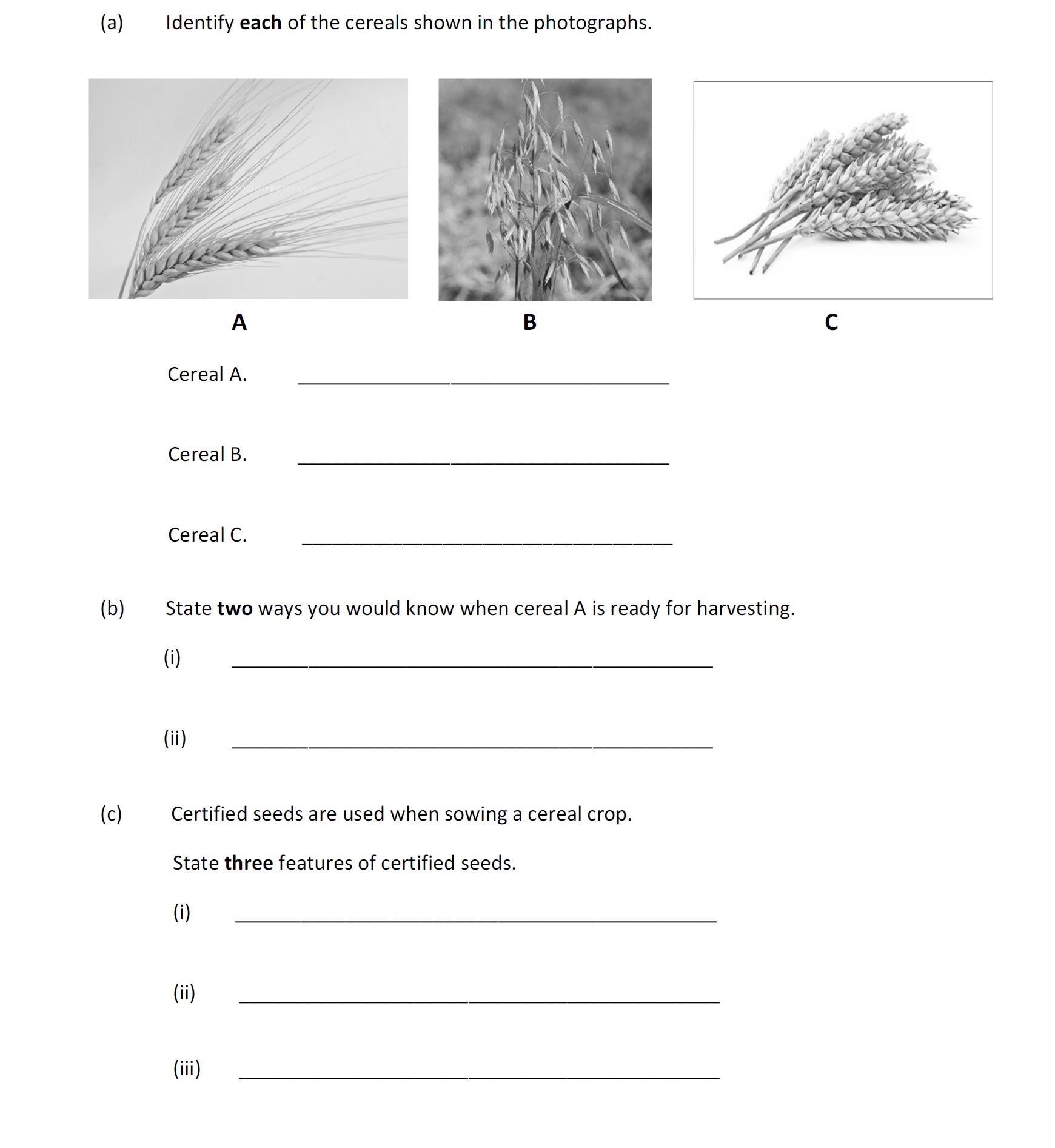 Identify-each-of-the-cereals-shown-in-the-photographs-Leaving Cert Agricultural Science-Question 1-2019.png