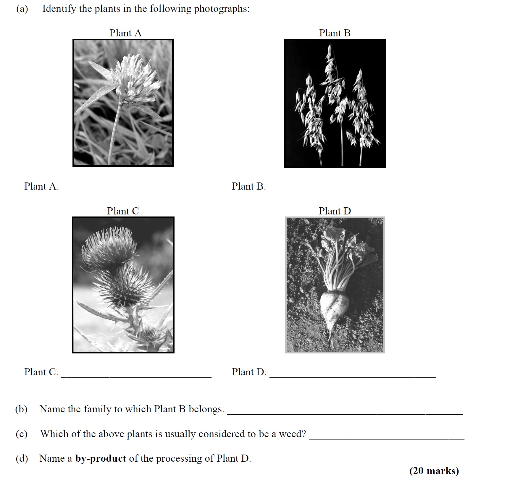 (a)-Identify-the-plants-in-the-following-photographs:--Plant-A-______--Plant-B-______--Plant-C-______--Plant-D-______--(b)-Name-the-family-to-which-Plant-B-belongs-Leaving Cert Agricultural Science-Question 5-2010.png