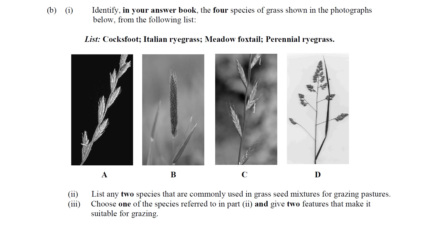 Identify,-in-your-answer-book,-the-four-species-of-grass-shown-in-the-photographs-below,-from-the-following-list:--List:-Cocksfoot;-Italian-ryegrass;-Meadow-foxtail;-Perennial-ryegrass-Leaving Cert Agricultural Science-Question b-2013.png