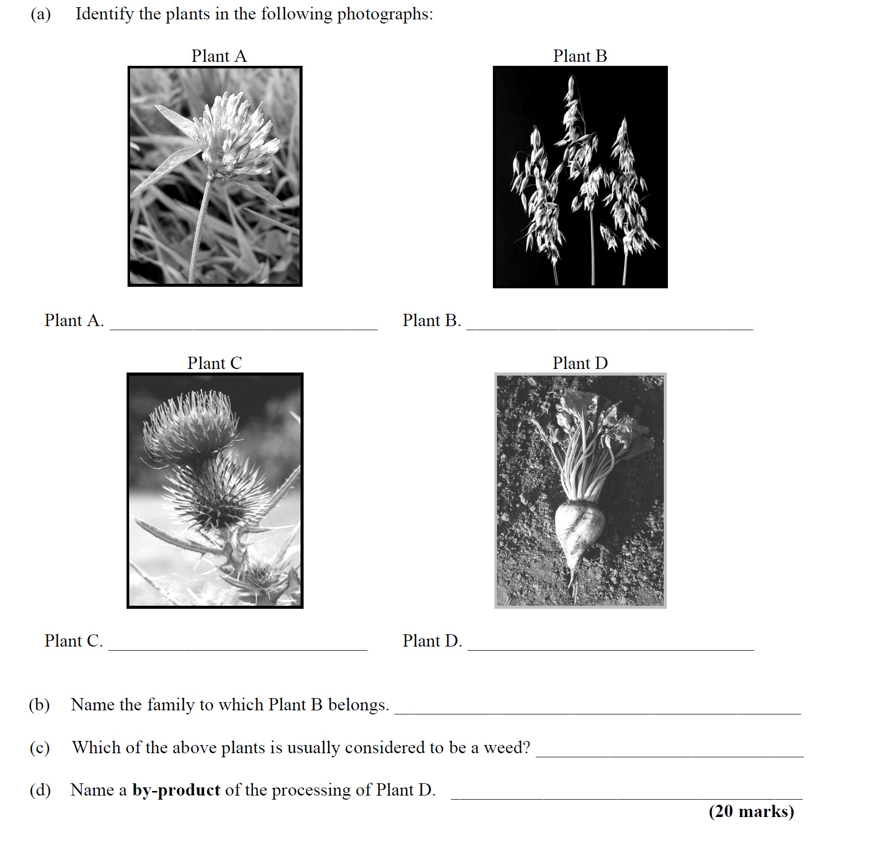 Identify-the-plants-in-the-following-photographs:--Plant-A-Leaving Cert Agricultural Science-Question 5-2010.png