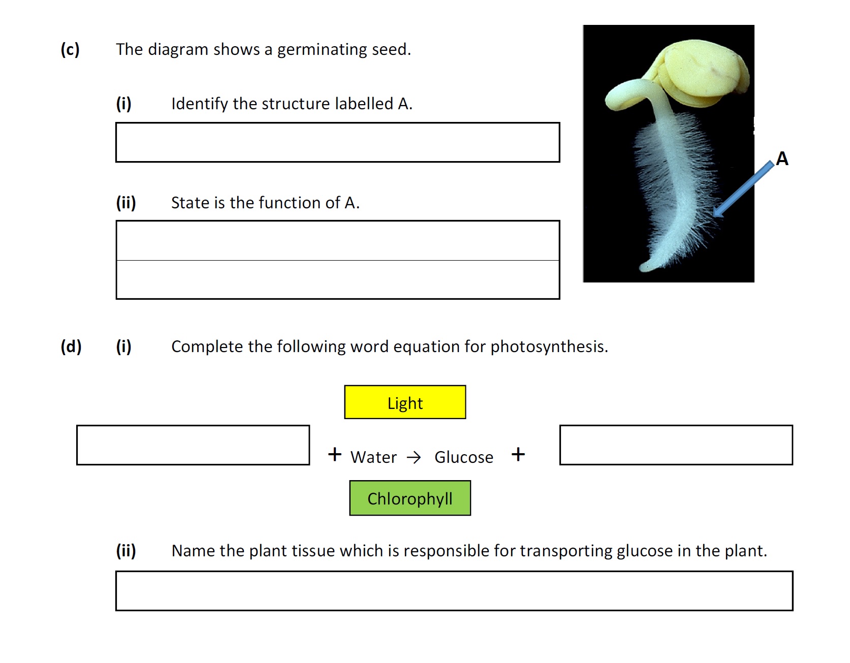 The-diagram-shows-a-germinating-seed-Leaving Cert Agricultural Science-Question c-2020.png