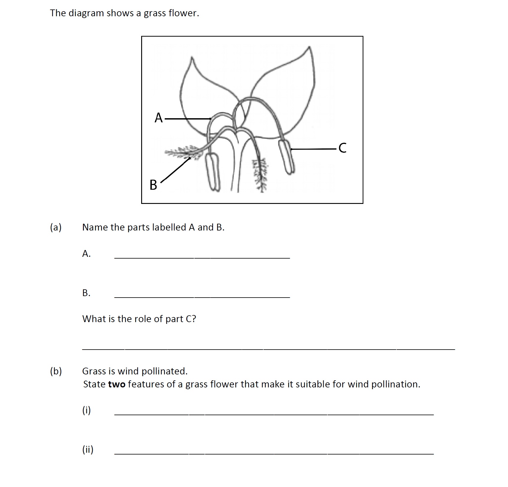 The-diagram-shows-a-grass-flower-Leaving Cert Agricultural Science-Question 6-2018.png