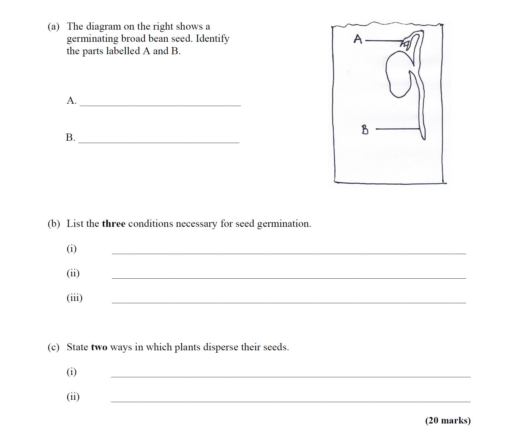 The-diagram-on-the-right-shows-a-germinating-broad-bean-seed-Leaving Cert Agricultural Science-Question a-2011.png