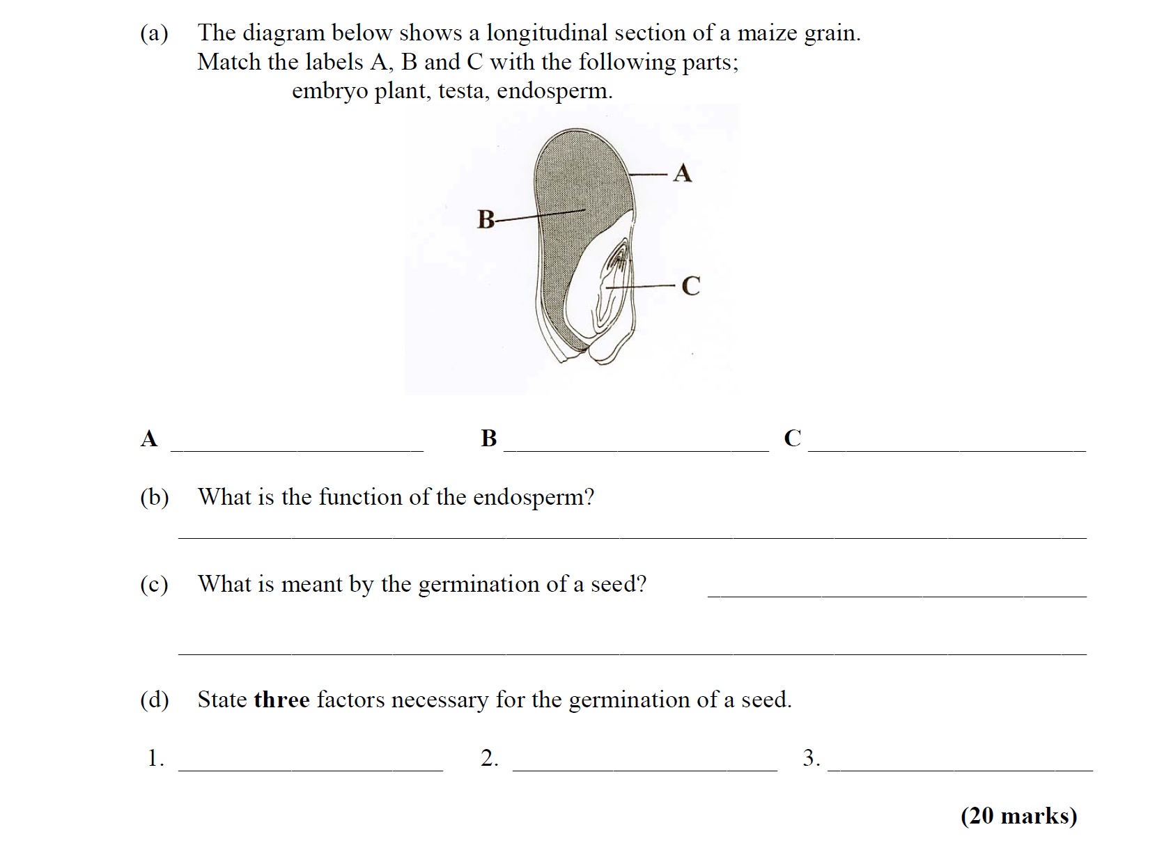 The-diagram-below-shows-a-longitudinal-section-of-a-maize-grain-Leaving Cert Agricultural Science-Question a-2008.png