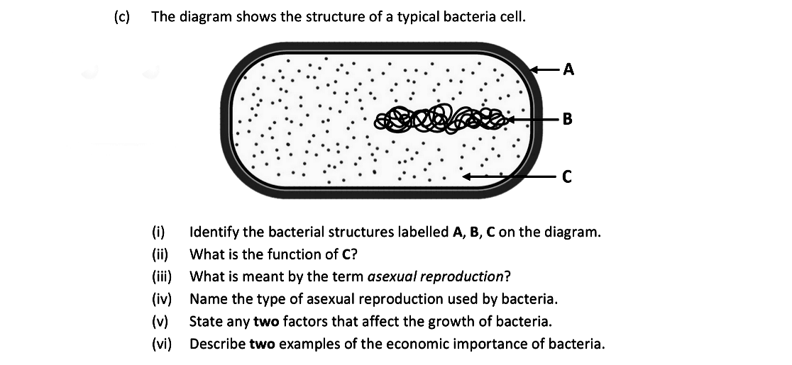 The-diagram-shows-the-structure-of-a-typical-bacteria-cell-Leaving Cert Biology-Question c-2021.png