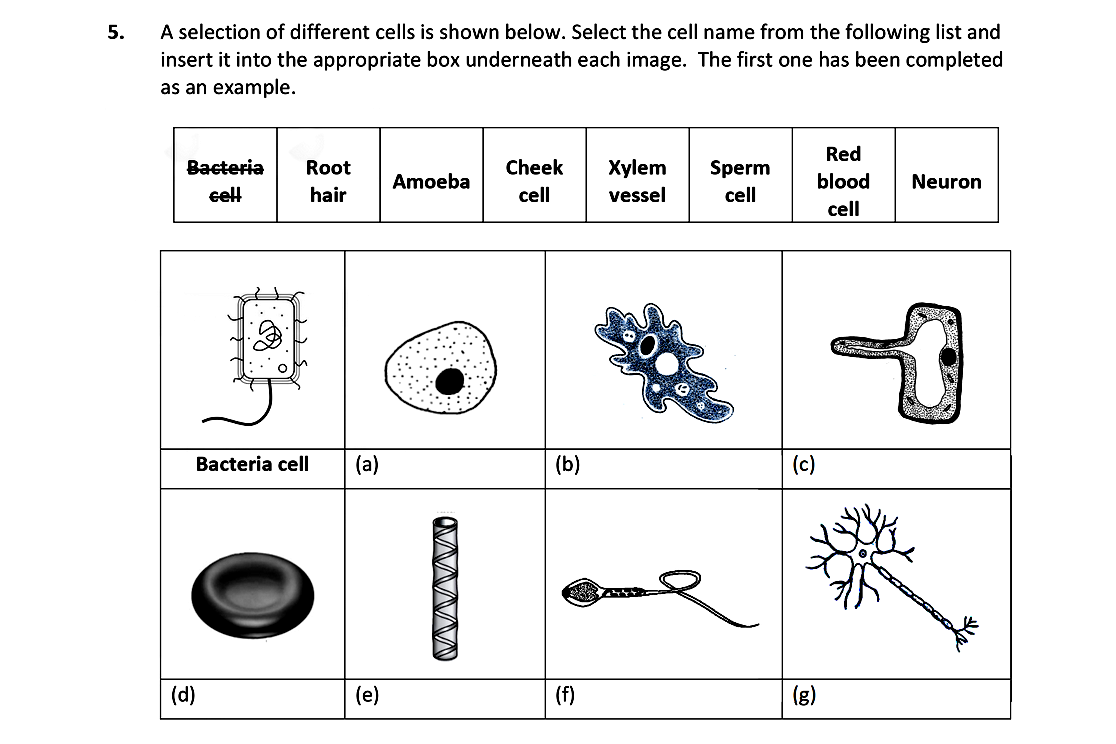 A-selection-of-different-cells-is-shown-below-Leaving Cert Biology-Question 5-2020.png