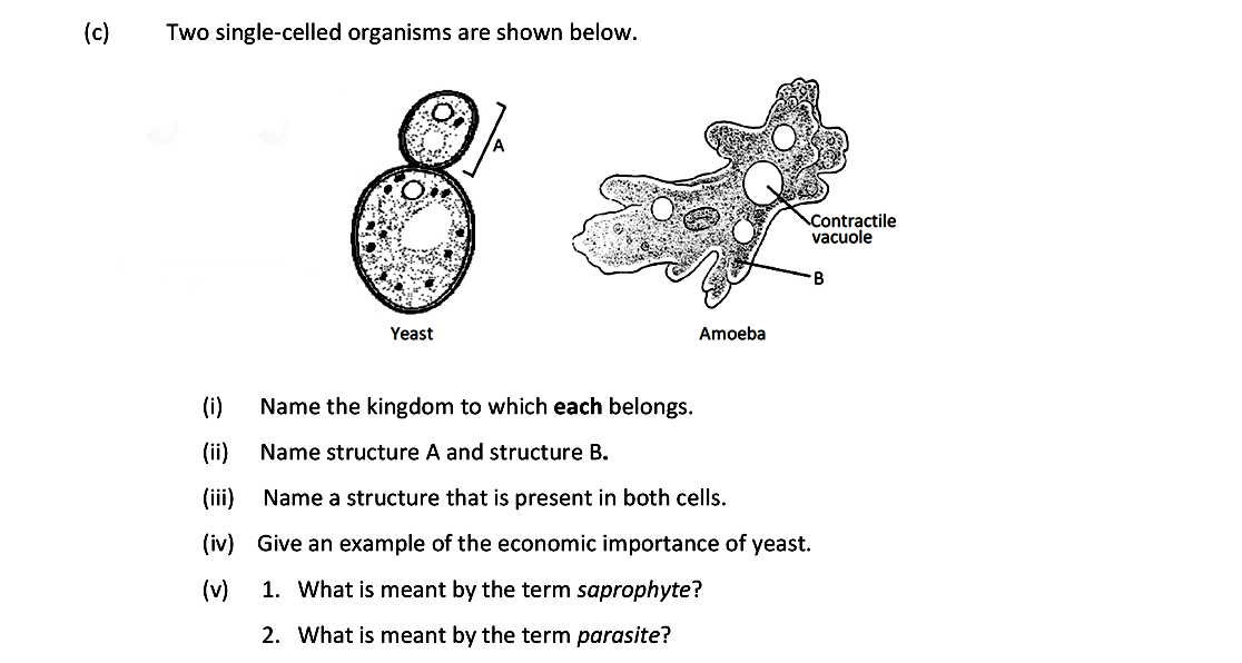 Two-single-celled-organisms-are-shown-below-Leaving Cert Biology-Question c-2019.png