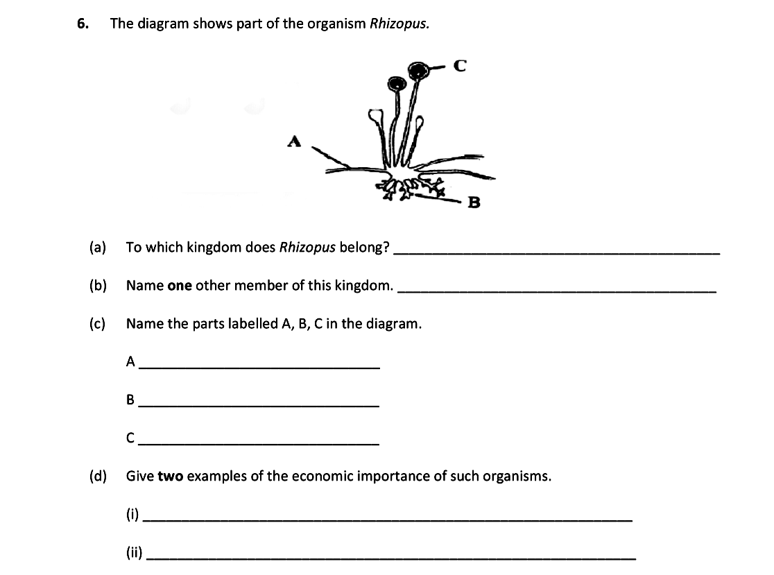 The-diagram-shows-part-of-the-organism-Rhizopus-Leaving Cert Biology-Question 6-2017.png