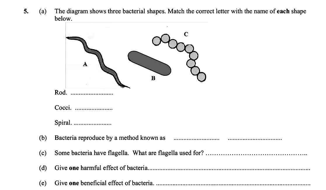 The-diagram-shows-three-bacterial-shapes-Leaving Cert Biology-Question 5-2014.png