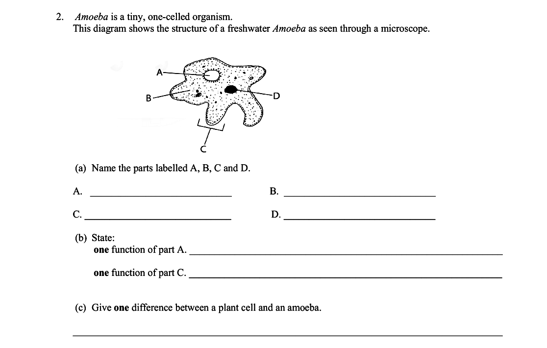 Amoeba-is-a-tiny,-one-celled-organism-Leaving Cert Biology-Question 2-2012.png