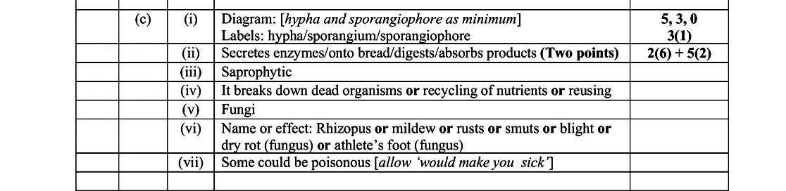 Diagram:-[hypha-and-sporangium-as-minimum]-Labels:-hypha/sporangium/sporangiospore--(ii)-Secrets-enzymes/onto-bread/digests/absorbs-products--(iii)-Saprophytic--(iv)-It-breaks-down-dead-organisms-or-recycling-of-nutrients-or-reusing--(v)-Fungi--(vi)-Name-of-effect:-Rhizopus-or-mildew-or-rusts-or-smuts-or-blight-or-dry-rot-(fungus)-or-athlete's-foot-(fungus)--(vii)-Some-could-be-poisonous-[allow-'would-make-you-sick']-Leaving Cert Biology-Question c-2024.png
