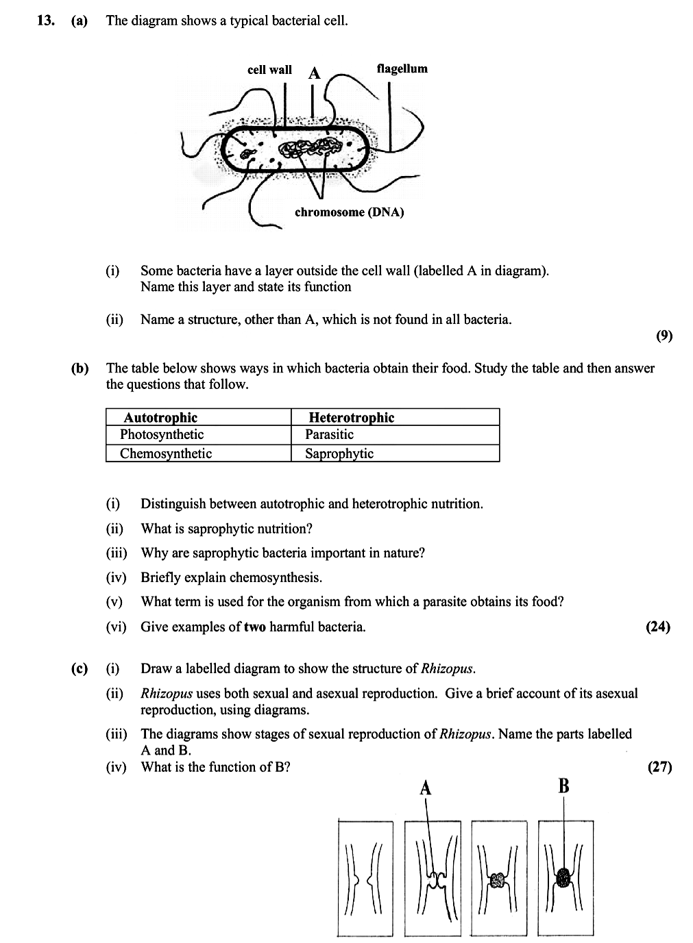 The-diagram-shows-a-typical-bacterial-cell-Leaving Cert Biology-Question 13-2007.png