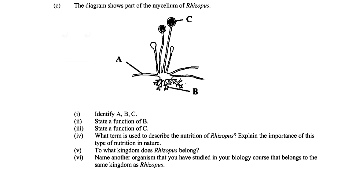 (c)-The-diagram-shows-part-of-the-mycelium-of-Rhizopus-Leaving Cert Biology-Question c-2005.png