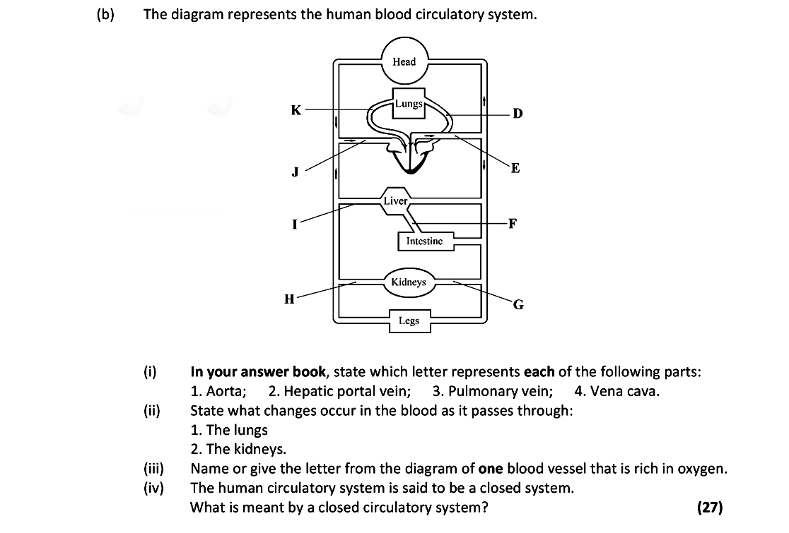 The-diagram-represents-the-human-blood-circulatory-system-Leaving Cert Biology-Question b-2018.png
