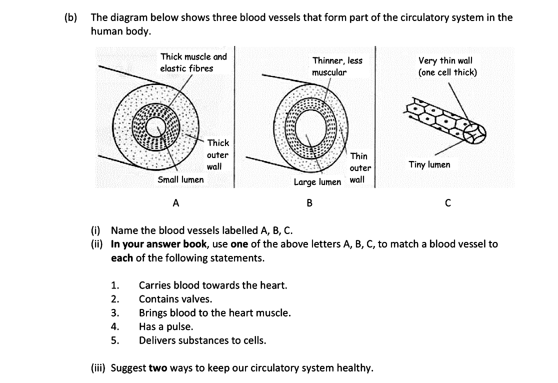 The-diagram-below-shows-three-blood-vessels-that-form-part-of-the-circulatory-system-in-the-human-body-Leaving Cert Biology-Question b-2017.png