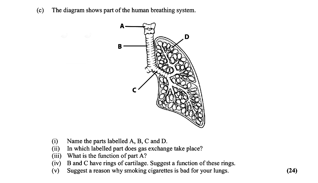 The-diagram-shows-part-of-the-human-breathing-system-Leaving Cert Biology-Question c-2015.png