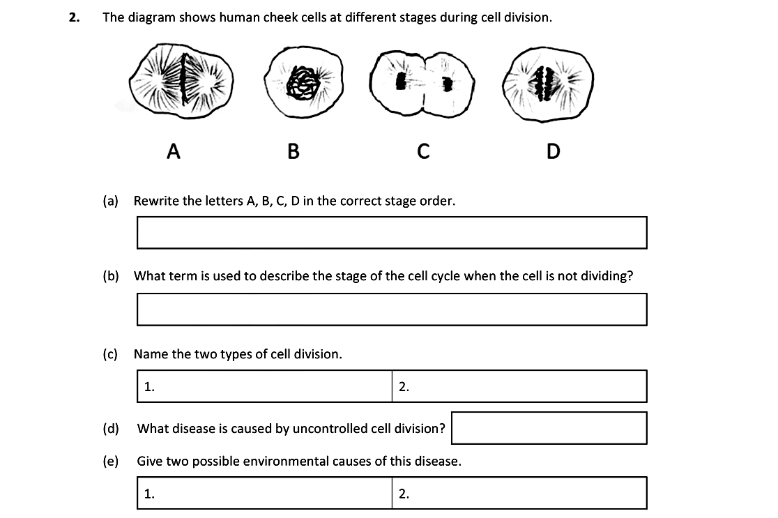 The-diagram-shows-human-cheek-cells-at-different-stages-during-cell-division-Leaving Cert Biology-Question 2-2019.png
