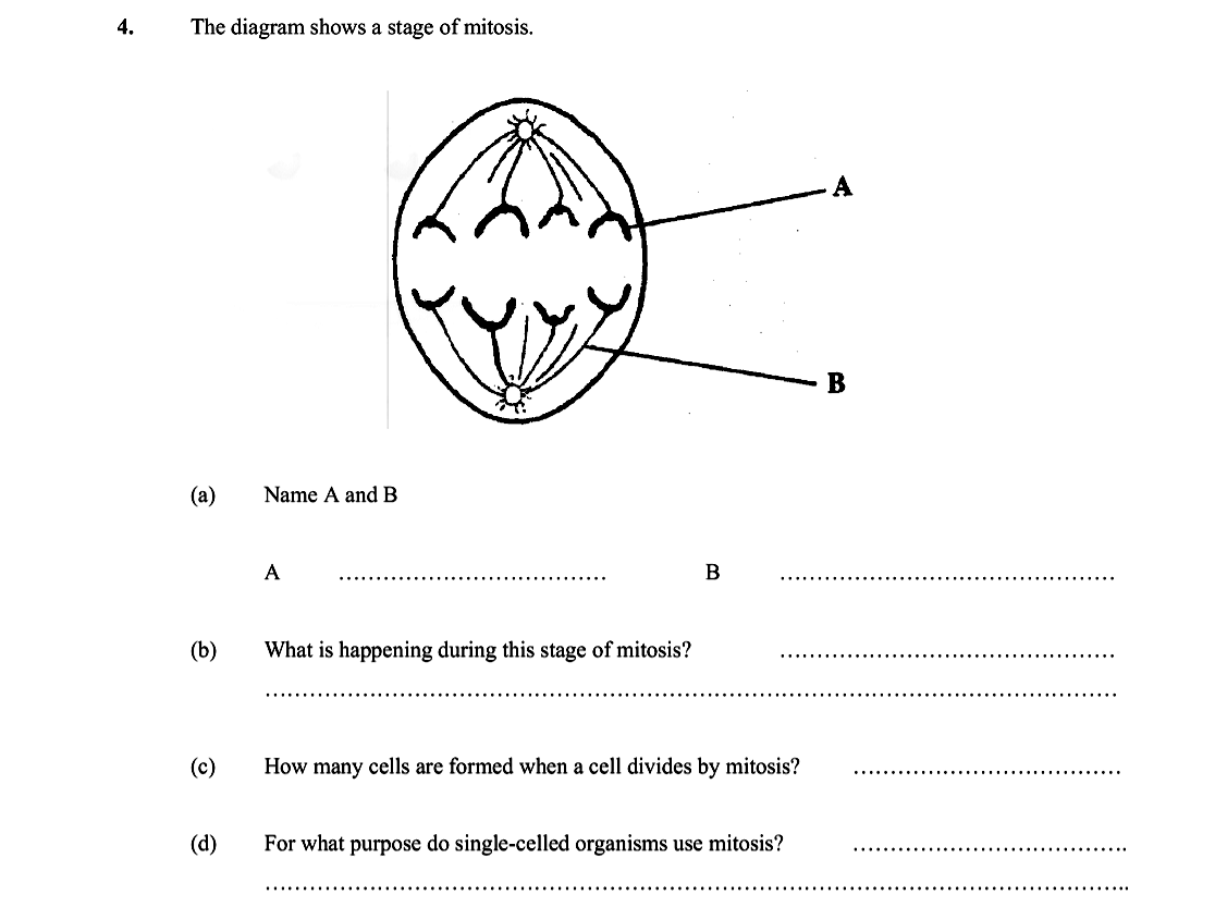The-diagram-shows-a-stage-of-mitosis-Leaving Cert Biology-Question 4-2005.png