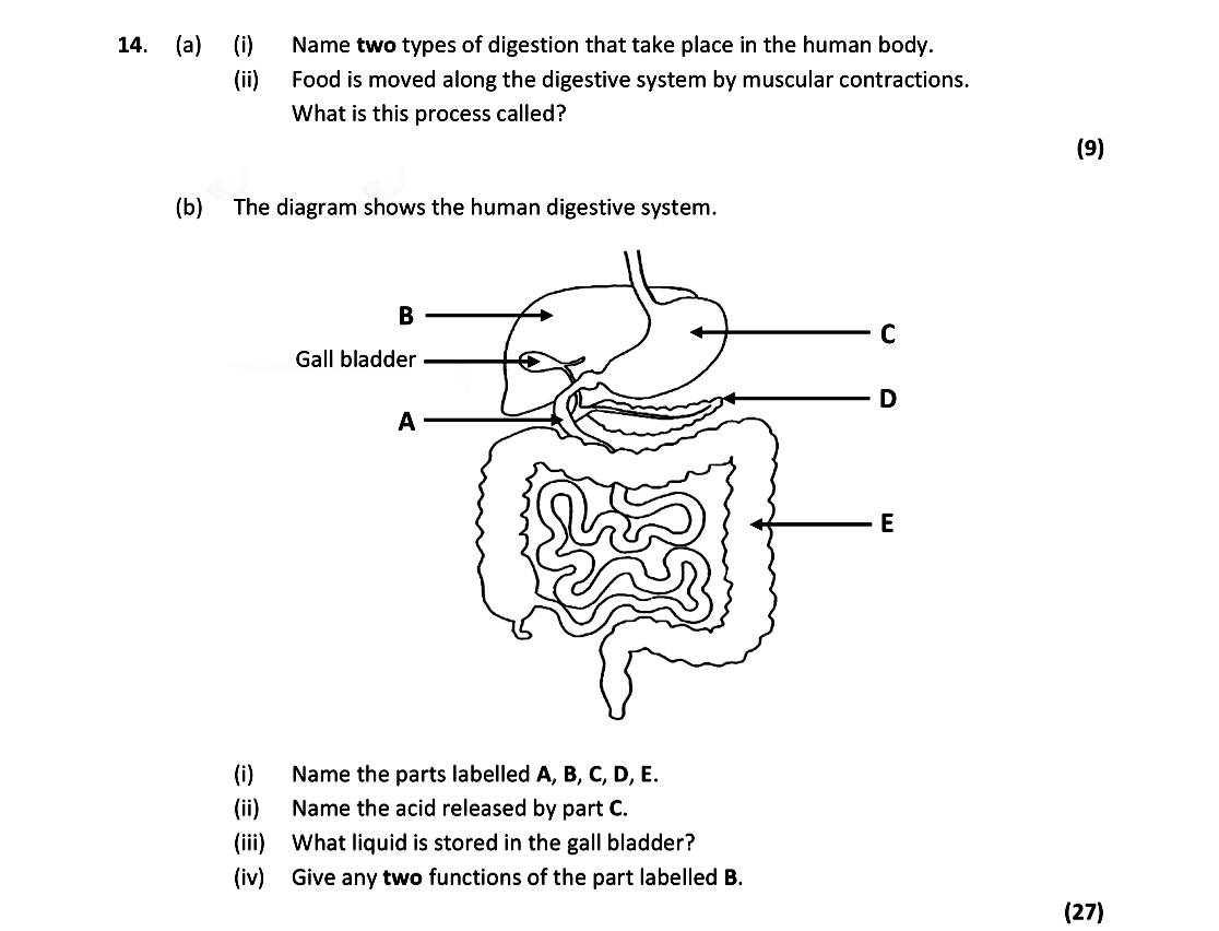 14.-(a)-(i)-Name-two-types-of-digestion-that-take-place-in-the-human-body-Leaving Cert Biology-Question 14-2021.png
