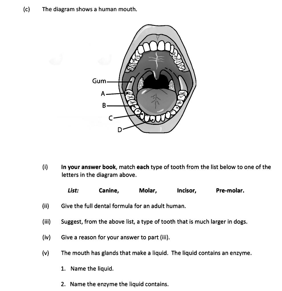 The-diagram-shows-a-human-mouth-Leaving Cert Biology-Question c-2018.png