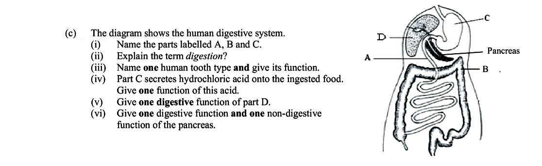 The-diagram-shows-the-human-digestive-system-Leaving Cert Biology-Question c-2012.png