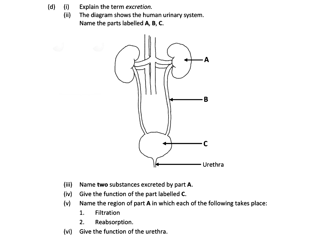 Explain-the-term-excretion-Leaving Cert Biology-Question d-2021.png