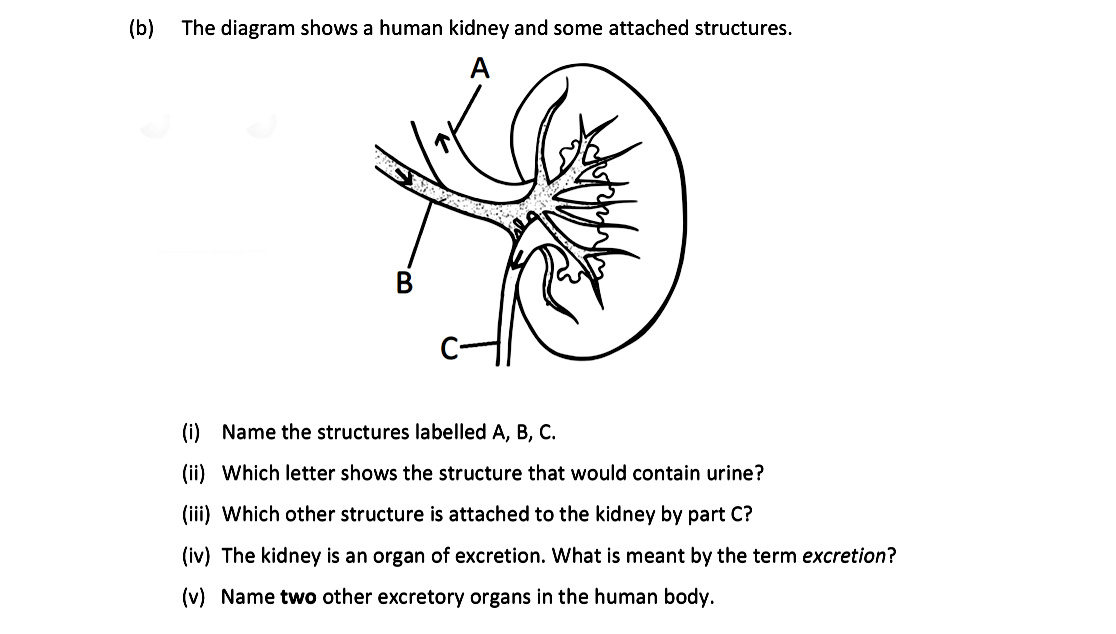 The-diagram-shows-a-human-kidney-and-some-attached-structures-Leaving Cert Biology-Question b-2019.png