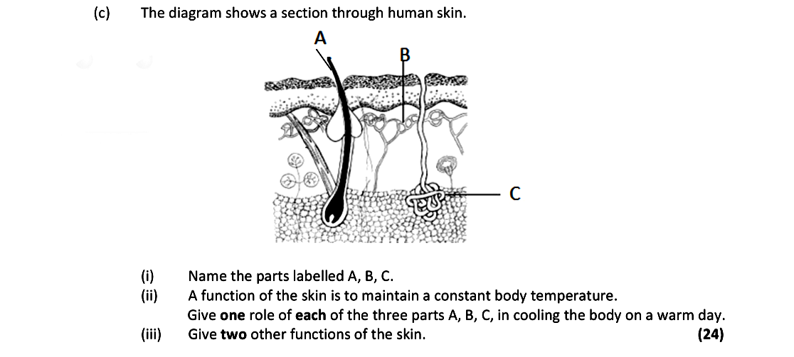 The-diagram-shows-a-section-through-human-skin-Leaving Cert Biology-Question c-2018.png