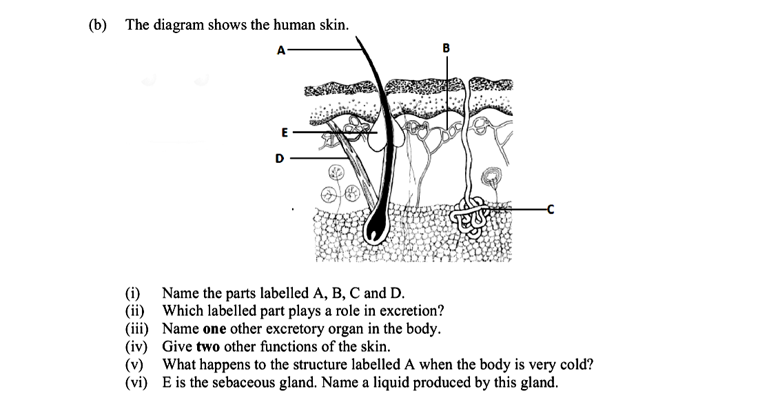 The-diagram-shows-the-human-skin-Leaving Cert Biology-Question b-2015.png