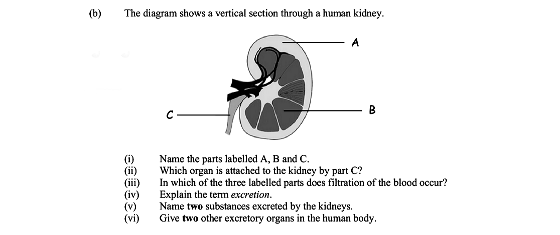 The-diagram-shows-a-vertical-section-through-a-human-kidney-Leaving Cert Biology-Question b-2009.png