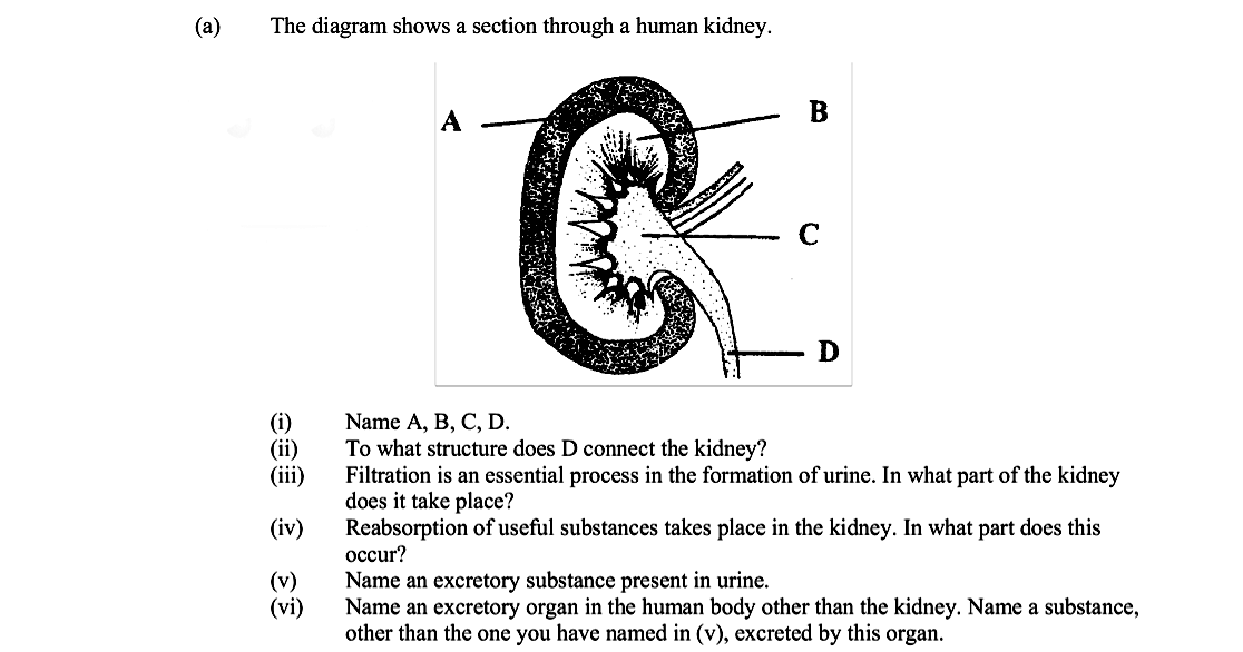 The-diagram-shows-a-section-through-a-human-kidney-Leaving Cert Biology-Question a-2005.png