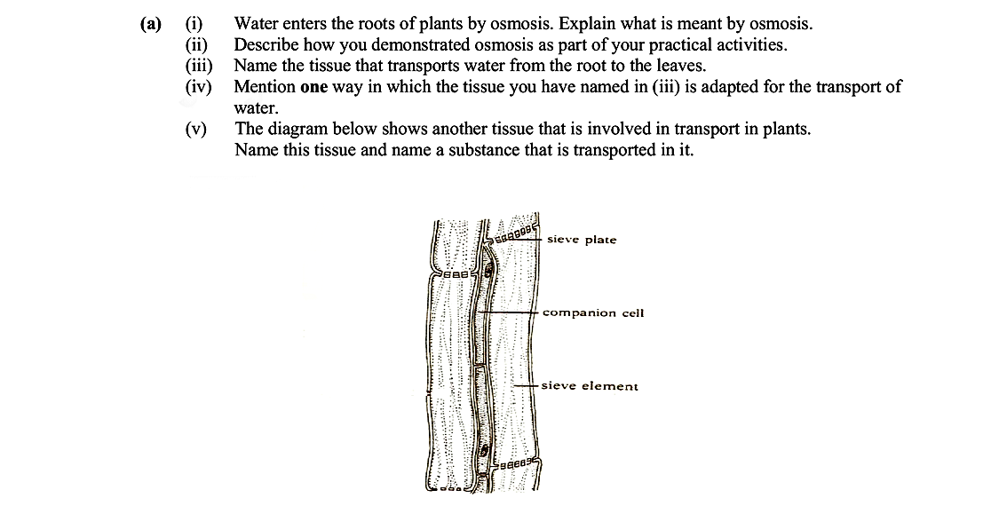 Water-enters-the-roots-of-plants-by-osmosis-Leaving Cert Biology-Question a-2008.png