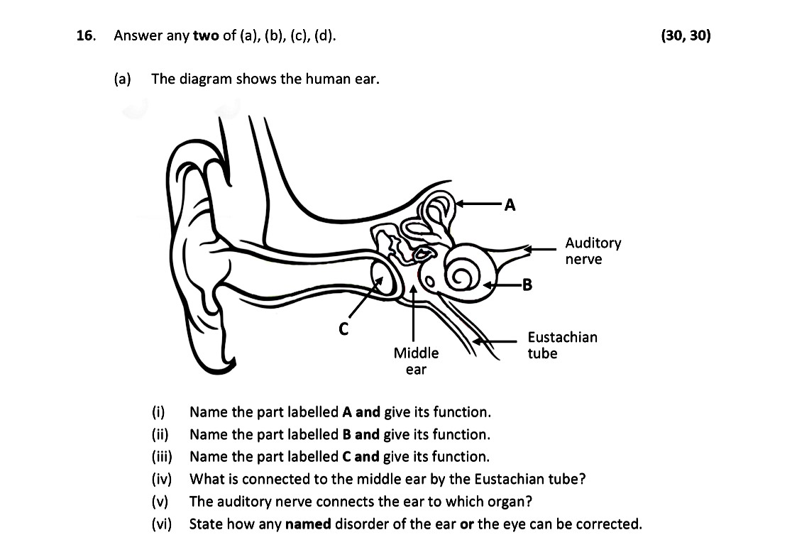 The-diagram-shows-the-human-ear-Leaving Cert Biology-Question 16-2021.png