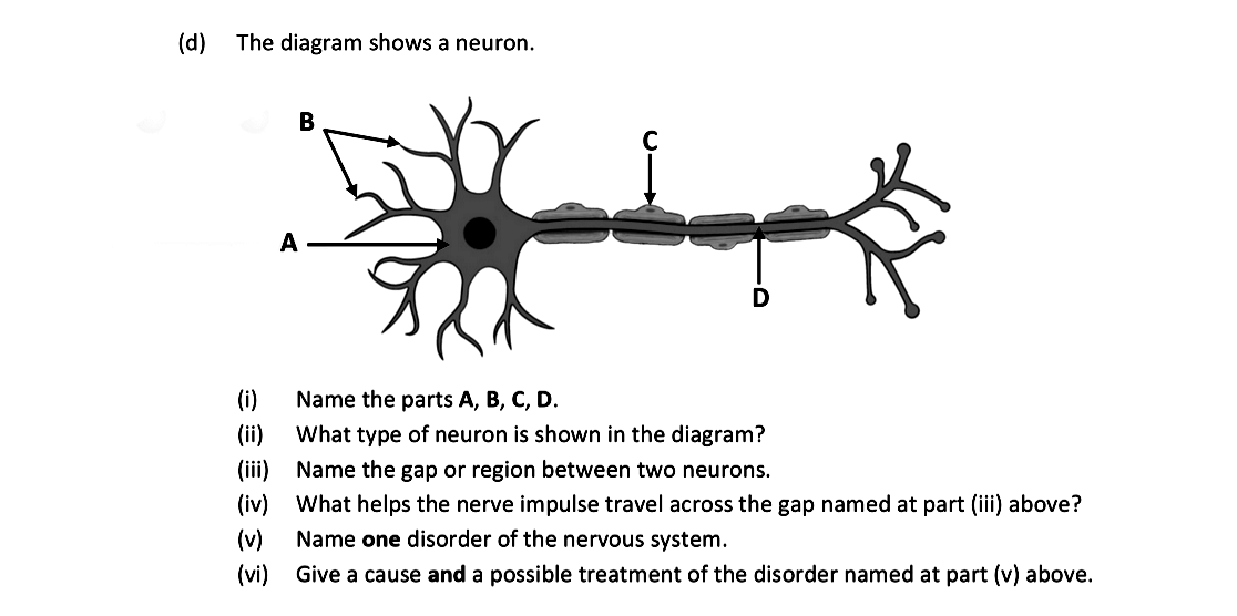 The-diagram-shows-a-neuron-Leaving Cert Biology-Question d-2021.png