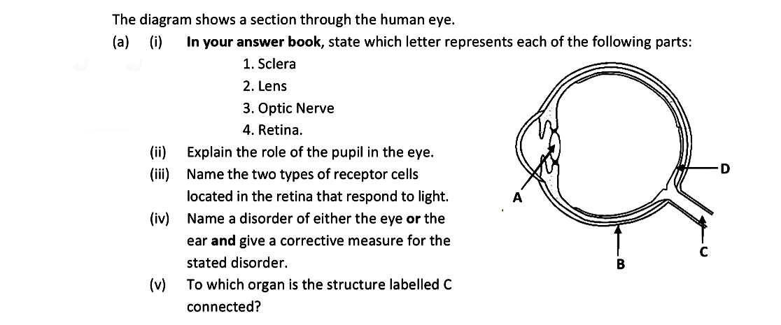 The-diagram-shows-a-section-through-the-human-eye-Leaving Cert Biology-Question 15-2020.png
