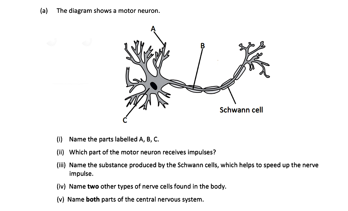 The-diagram-shows-a-motor-neurone-Leaving Cert Biology-Question a-2019.png