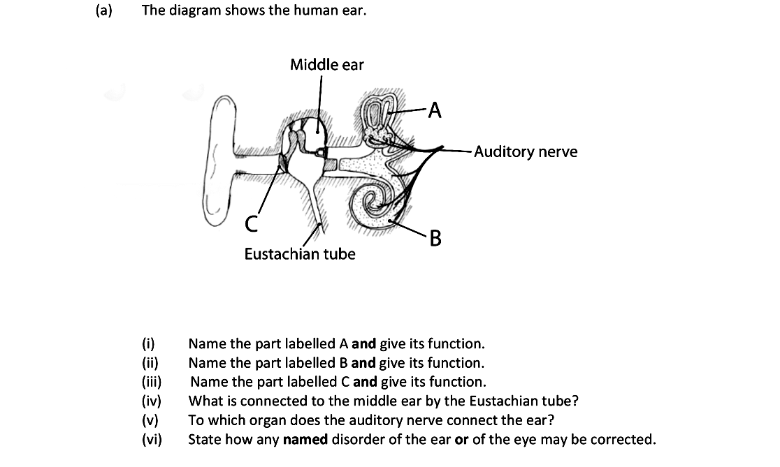 The-diagram-shows-the-human-ear-Leaving Cert Biology-Question 14-2018.png