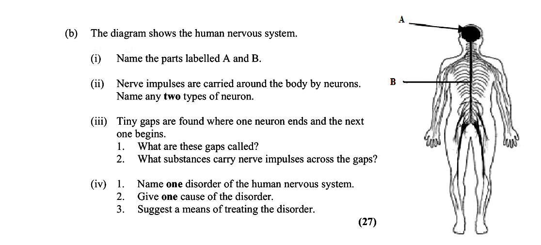 The-diagram-shows-the-human-nervous-system-Leaving Cert Biology-Question (b)-2014.png