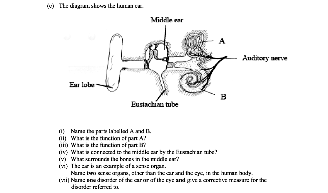The-diagram-shows-the-human-ear-Leaving Cert Biology-Question 14(c)-2013.png