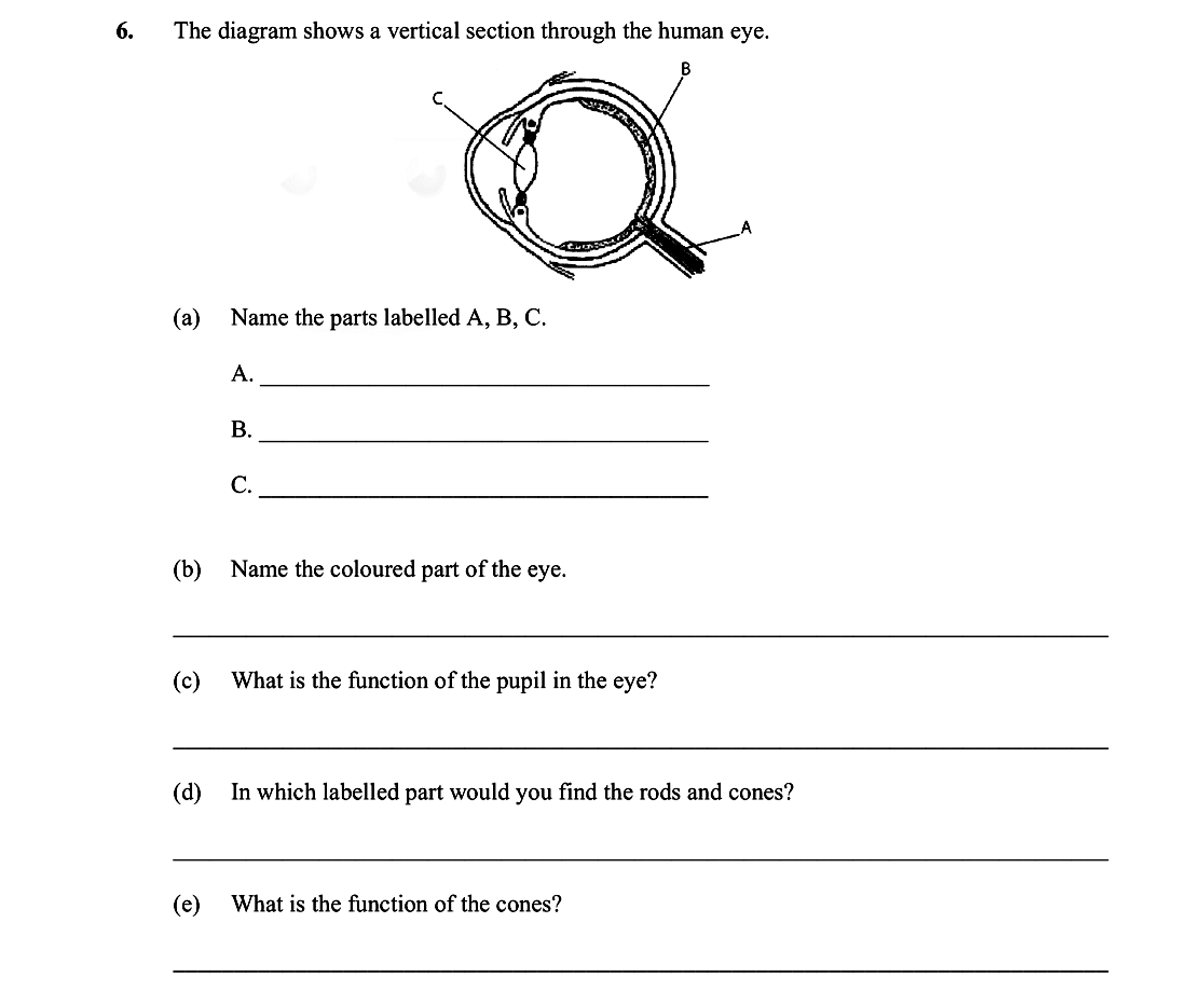 The-diagram-shows-a-vertical-section-through-the-human-eye-Leaving Cert Biology-Question 6-2011.png